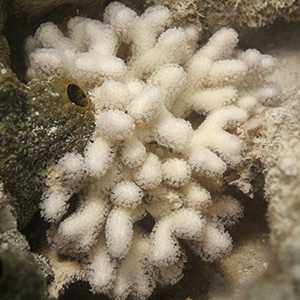 Coral bleaching photo credit: NOAA