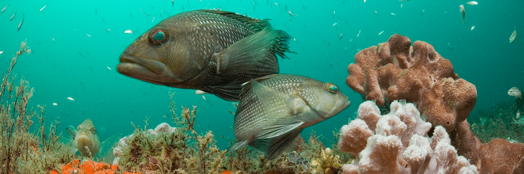 Black sea bass in Grays Reef National Marine Sanctuary (Credit: NOAA)