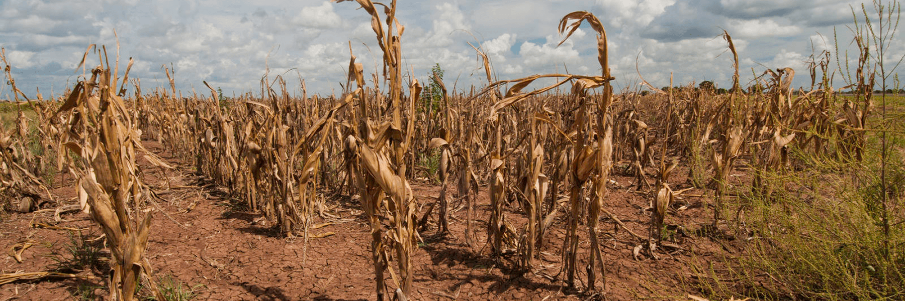 Dry cornfield