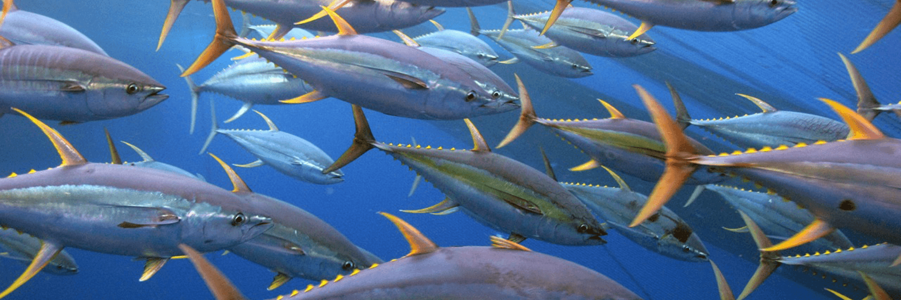 A school of yellowfin tuna. (Credit: Jeff Muir, NOAA)