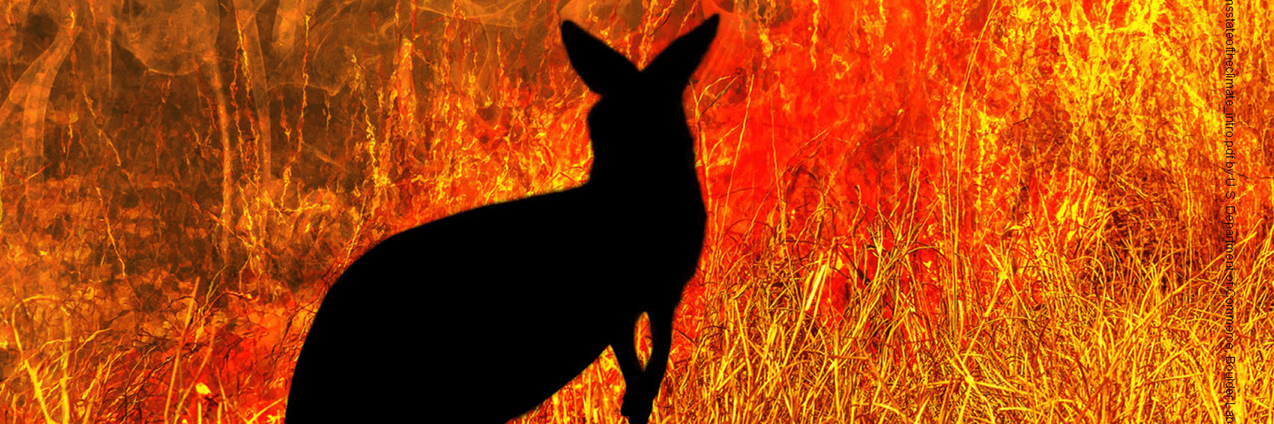 Link to article. Picture of kangaroo watching Australian bushfire, which was used on report cover (©bennymarty/Royalty-free/iStock/Getty Images Plus)