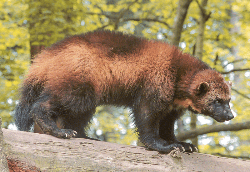 Wolverine by William F. Wood at Wikimedia Commons (CC BY-SA 4.0)