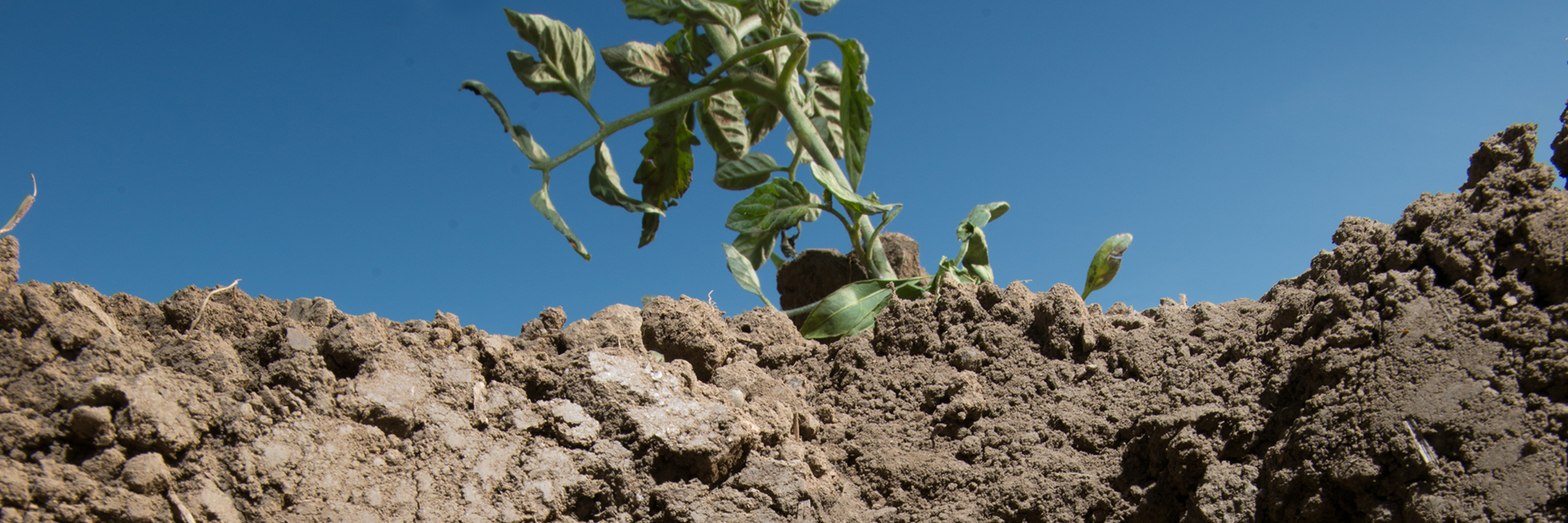 A small plant in dry soil