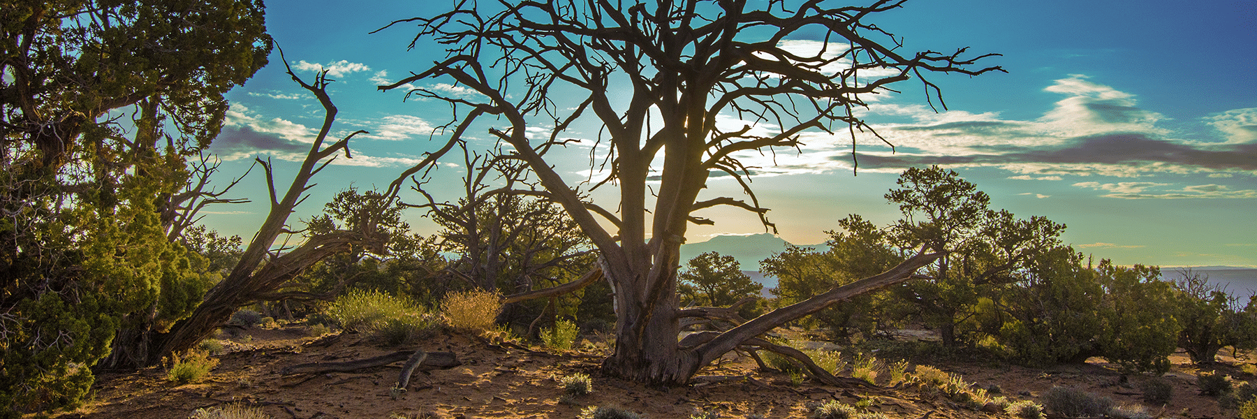 A dead tree and dry landscape