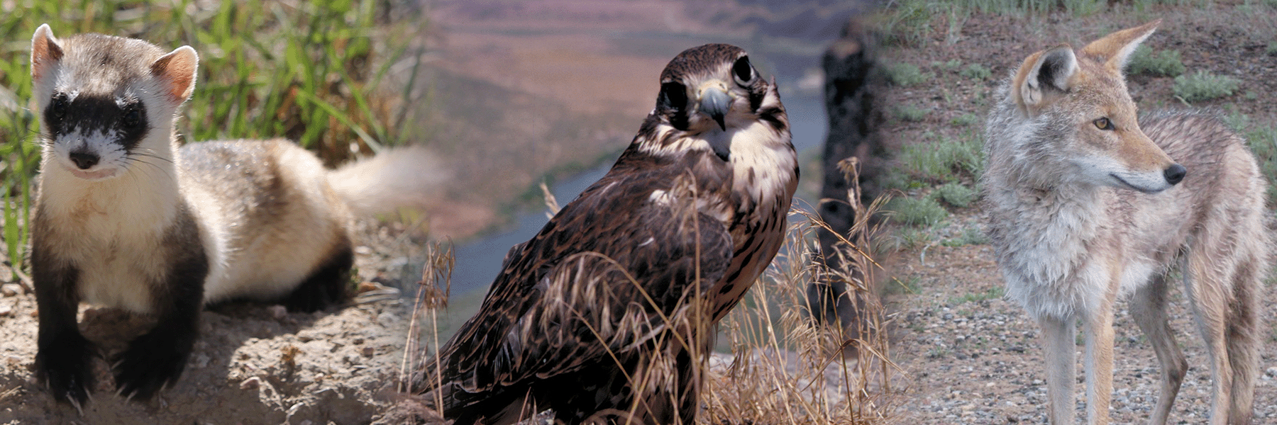 A black-footed ferret, hawk, and coyote in the wild