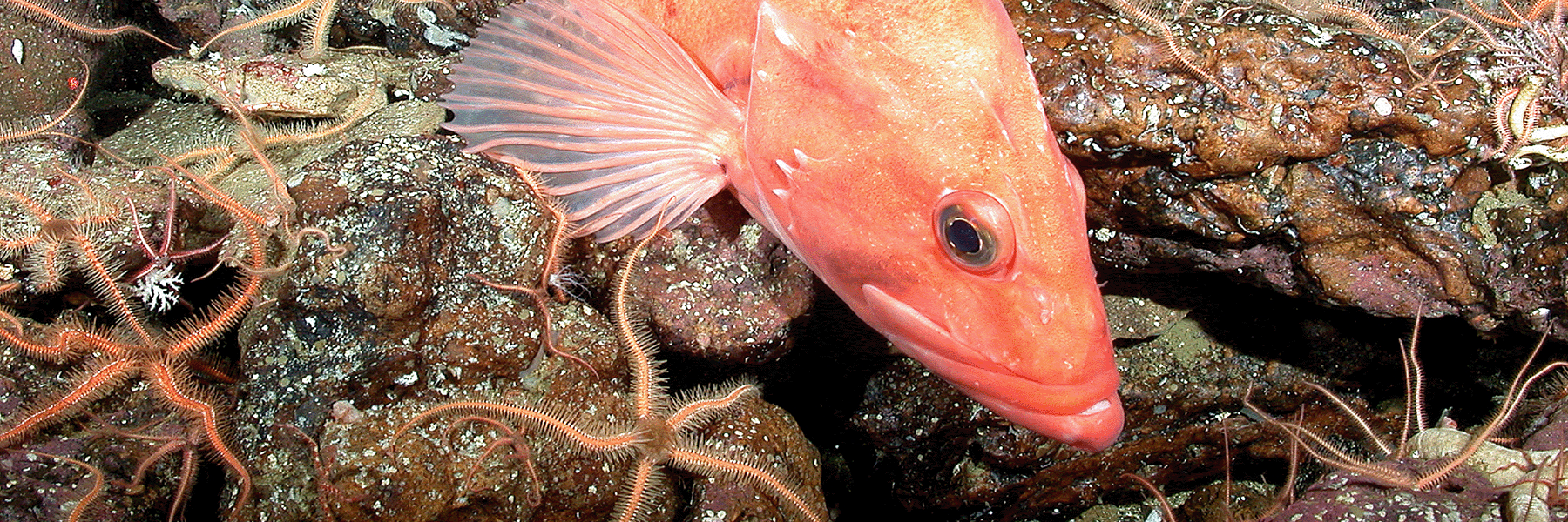 A Cowcod rockfish among rocks and Brittle Stars