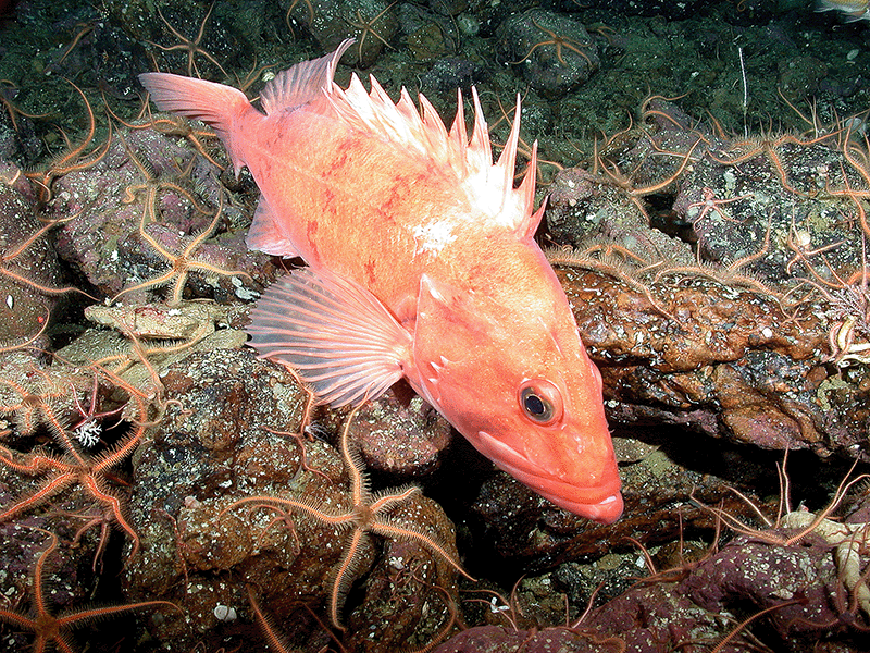 A Cowcod rockfish