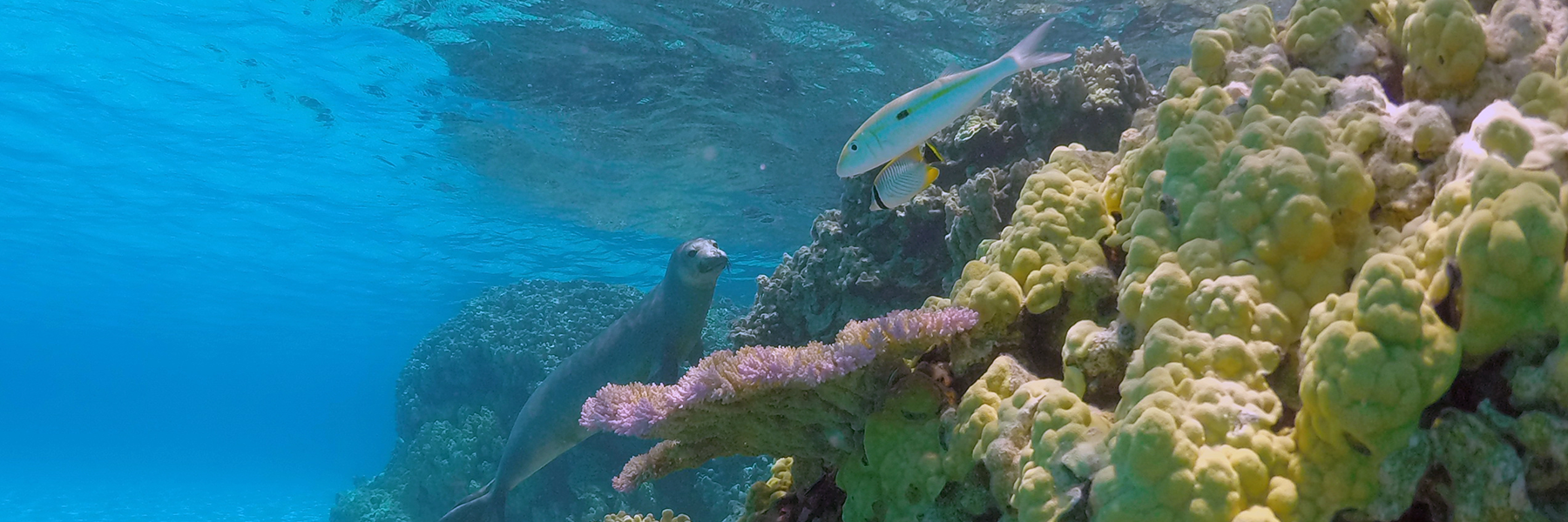 A juvenile Hawaiian monk seal swims near Trig Island, French Frigate Shoals. Photo credit: Mark Sullivan, NOAA Undersea view of fish and a juvenile monk seal swimming around coral