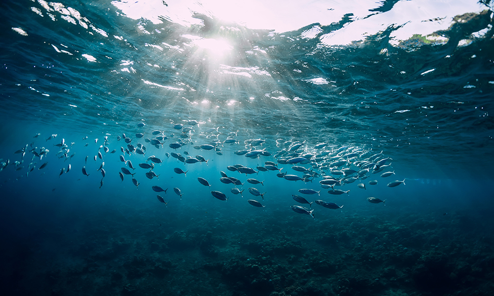a school of fish swims in shallow ocean water with the sun beaming through the surface