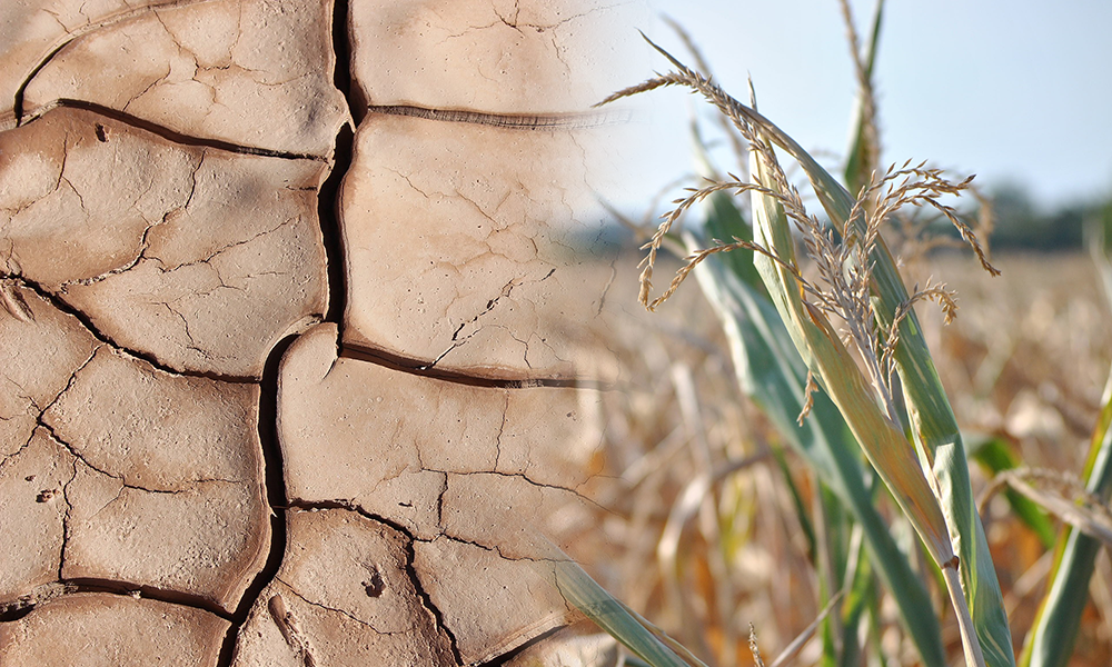 Cracked earth from drought