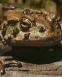 image of frog
