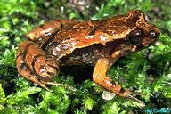 image of northern tinker frog