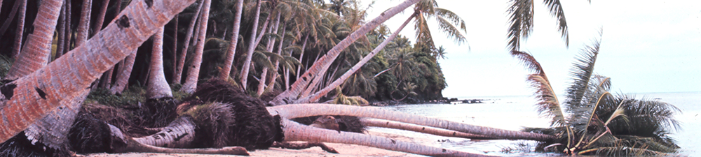 uprooted palm tree