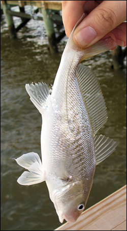 Atlantic croaker