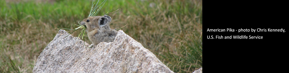 American Pika photo by Chris Kennedy, USFWS American Pika photo by Chris Kennedy, USFWS